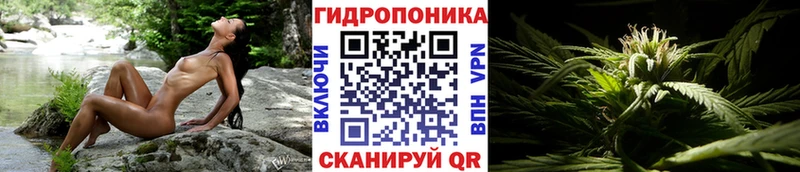 Шишки марихуана семена даркнет сайт ОМГ ОМГ ССЫЛКА Октябрьск